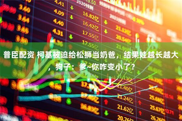 普臣配资 柯基被迫给松狮当奶爸，结果娃越长越大，狗子：爹~你咋变小了？